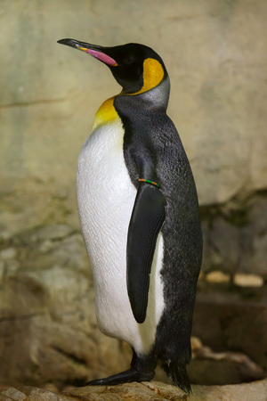 King penguin (Aptenodytes patagonicus). Wildlife animal.の写真素材