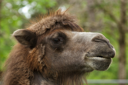 Bactrian camel (Camelus bactrianus). Domesticated animal.の写真素材