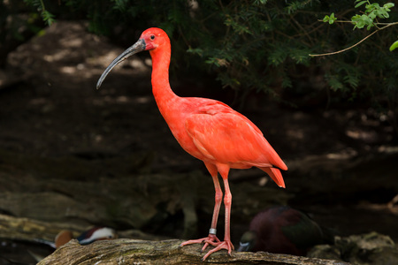 Scarlet ibis (Eudocimus ruber). Wildlife bird.の写真素材