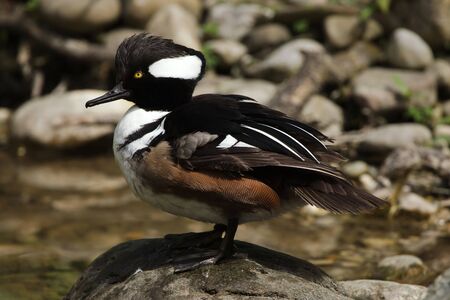 Hooded merganser (Lophodytes cucullatus). Wildlife bird.の写真素材