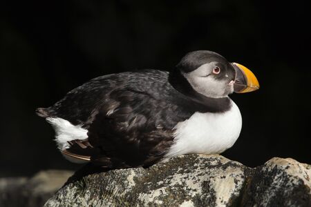 Atlantic puffin (Fratercula arctica), also known as the common puffin.の写真素材