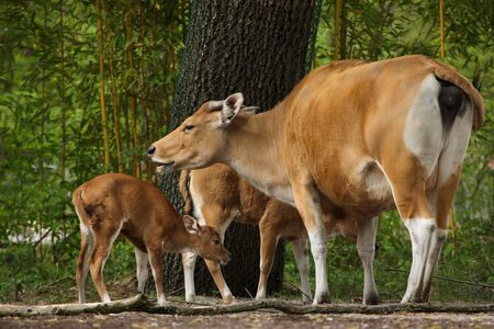 Javan banteng (Bos javanicus), also known as the tembadau with its newborn calves.の写真素材