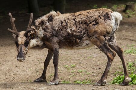 Domestic reindeer (Rangifer tarandus f. domestica), also known as the domestic caribou.の写真素材