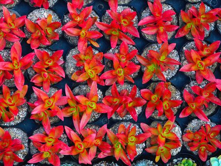 cactus succulents in a planterの写真素材