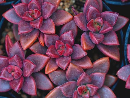 cactus succulents in a planterの写真素材