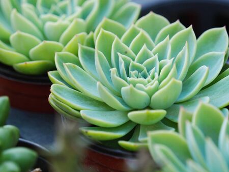 cactus succulents in a planterの写真素材