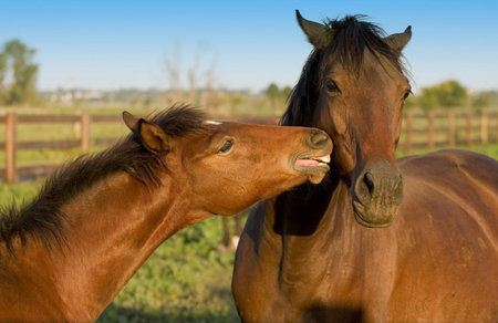 A mother horse or mare being kissed and cajoled by her foalの写真素材