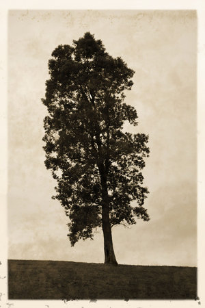 Old vintage style sepia photograph of tree with white borderの写真素材