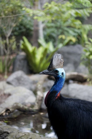 Very large, agressive, flightless bird with a casque on its head, native to north-eastern Australia and the forests of New Guinea の写真素材