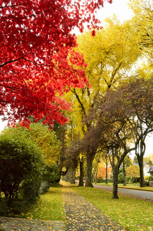Autumn leaves. Fallen leaves. Sidewalk.の写真素材