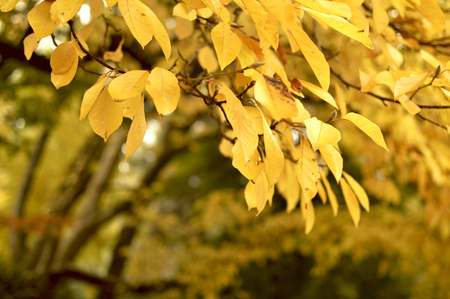 Autumn leaves. Fallen leaves.の写真素材