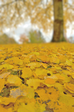 Fallen leaves. Autumn leaves.の写真素材