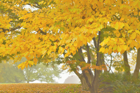 Autumn leaves. Fallen leaves.の写真素材