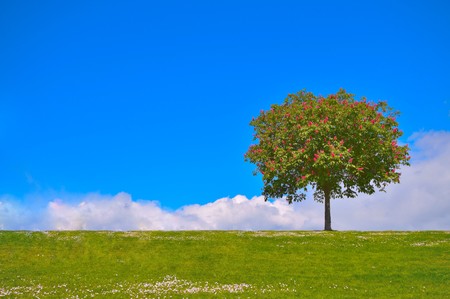 A tree on a hillの写真素材