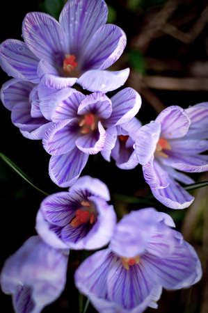 Crocus.  Purple. Spring.の写真素材