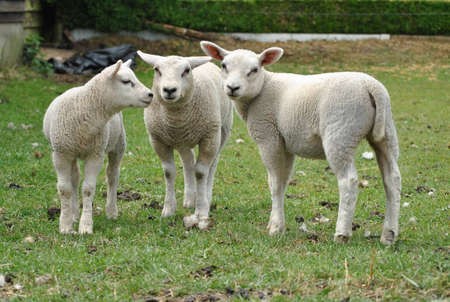 Young lambs eating and playing in spring pastureの写真素材