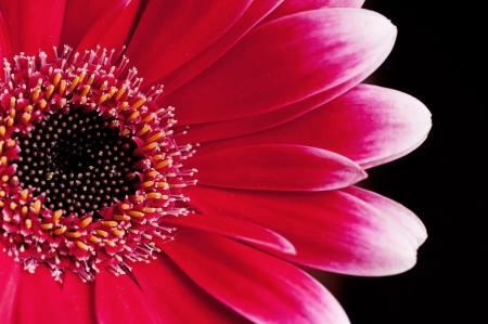 sun flower in the dark の写真素材