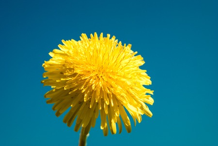Dandelion - spring flower. Yellow flower isolated on blue background.の写真素材
