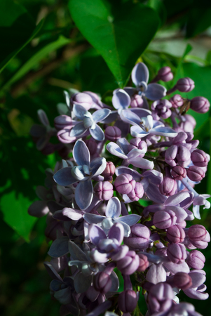 Purple lilac flowers as a background. Syringa vulgarisの写真素材