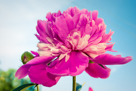 The flower of the peon growing in a summer garden.の写真素材