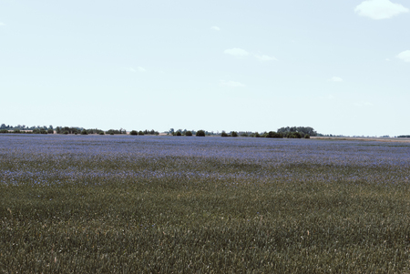 Clods in blue sky and cornflower field.の写真素材
