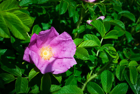 Pink flower of the dogrose in a wild garden.の写真素材