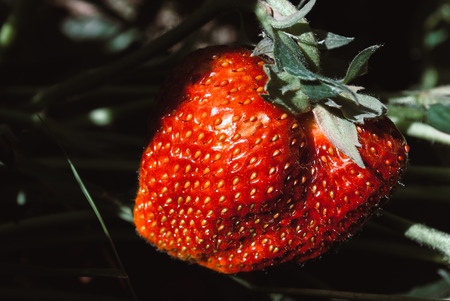 Fresh strawberries were placed on a nature backgroundの写真素材