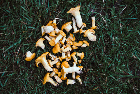 Gifts of the forest. Mushrooms chanterelles on the grass. Mushrooms are wet from summer rain.の写真素材