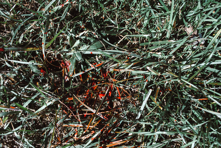 Blood at the crime scene. Realistic blood on the grass. Background for Halloween