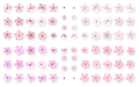 Realistic sakura or cherry blossom; Japanese Spring Flower Sakura; Pink Cherry Flower.のイラスト素材
