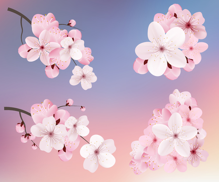 Beautiful blossoming dark and light pink sakura  flowers. Set of realistic flowering cerry branches. Vector illustrationのイラスト素材