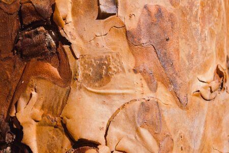 Dark brown scratched wooden board. Wood textureの写真素材