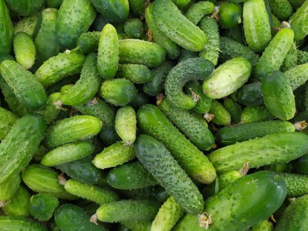 Cucumber background. Many cucumbers Textureの写真素材