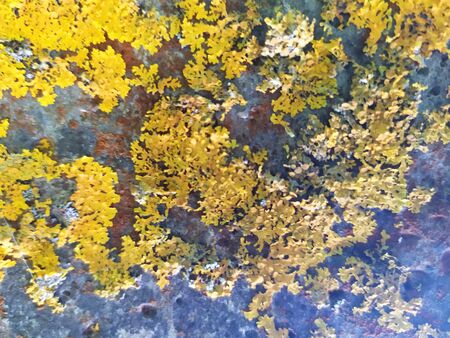 Rustic old concrete. Common yellow orange lichen on concrete.