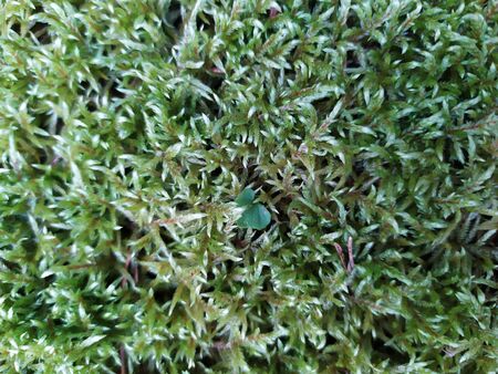 close up green moss texture. Green moss texture