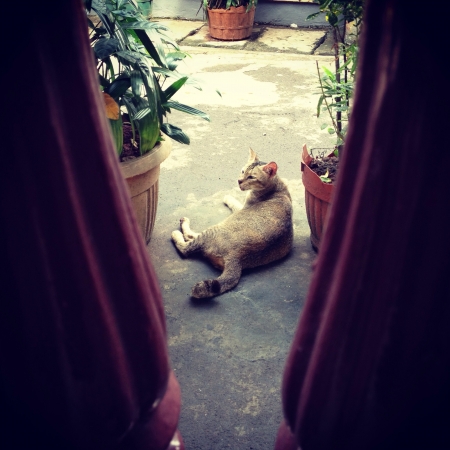 Cat resting in front of houseの素材