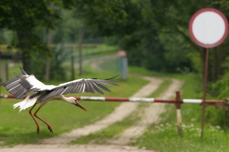 Landing bird, stork, Reserve South Poland の写真素材