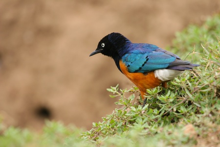Colorful Superb Starling on the grass, Samburu, Kenya の写真素材