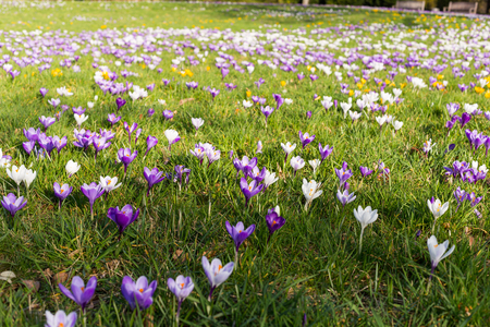 Purple and white saffron spring english flowers blooming on spring meadowの写真素材