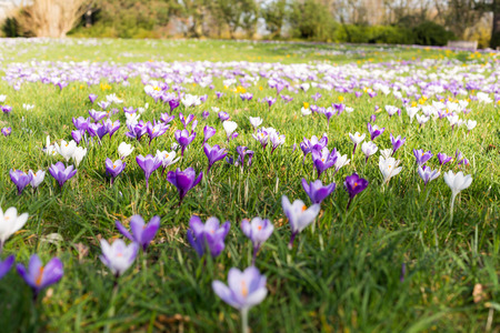 Purple and white saffron spring germany flowers blooming on spring meadowの写真素材