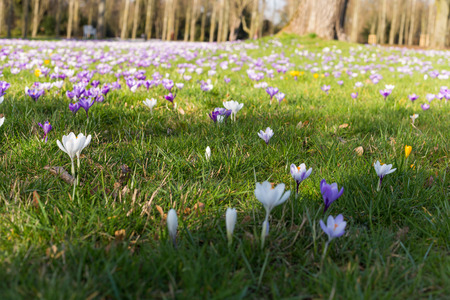 Purple and white saffron spring american flowers blooming on spring meadowの写真素材