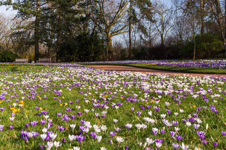 Purple saffron spring germany flowers blooming on spring meadowの写真素材