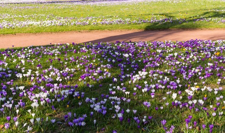 Purple saffron spring english flowers blooming on spring meadowの写真素材