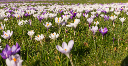 Purple saffron spring european flowers blooming on spring meadowの写真素材