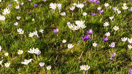 Purple crocus spring italian flowers blooming on spring meadowの写真素材