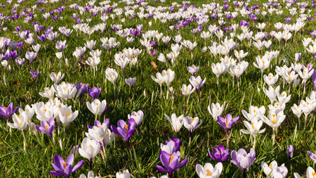Purple crocus spring germany flowers blooming on spring meadowの写真素材