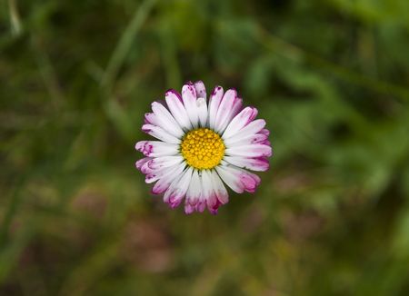 Fresh spring flowers on the  meadow.の写真素材