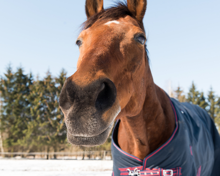 horse on a winter background zoomの写真素材