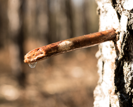 Birch juice straight from the treeの写真素材