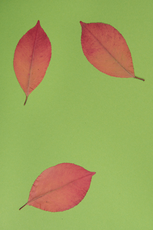 autumn leaves with a colored backgroundの写真素材